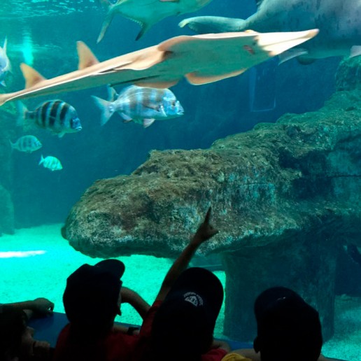 Aquarium de Roquetas de Mar
