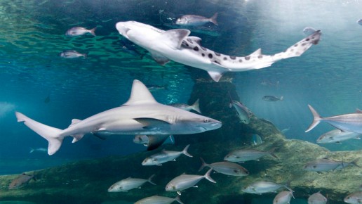 Aquarium de Roquetas de Mar