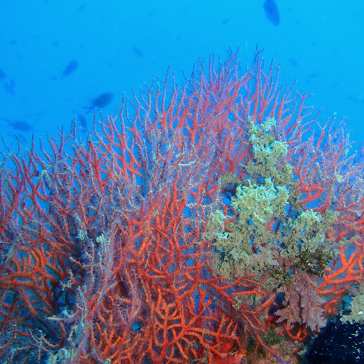 Fondos Marinos de Roquetas de Mar