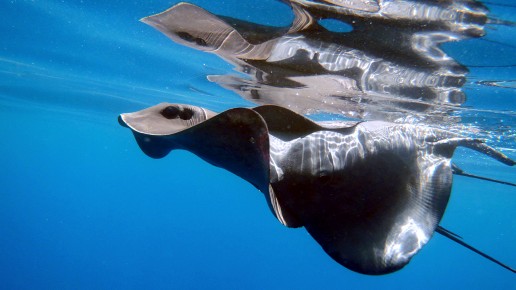 Fondos Marinos de Roquetas de Mar