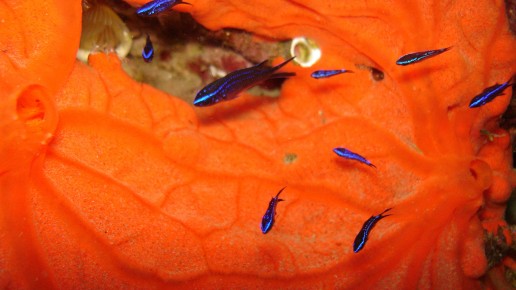 Fondos Marinos de Roquetas de Mar