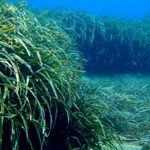 Fondos Marinos en Roquetas de Mar