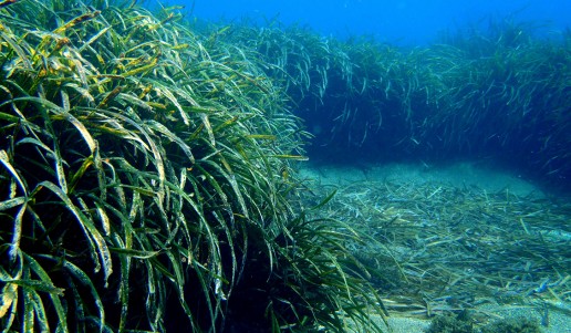 Fondos Marinos en Roquetas de Mar